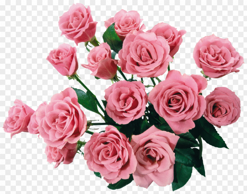 Lavanda Birthday Holiday Daytime Flower Bouquet Joy PNG