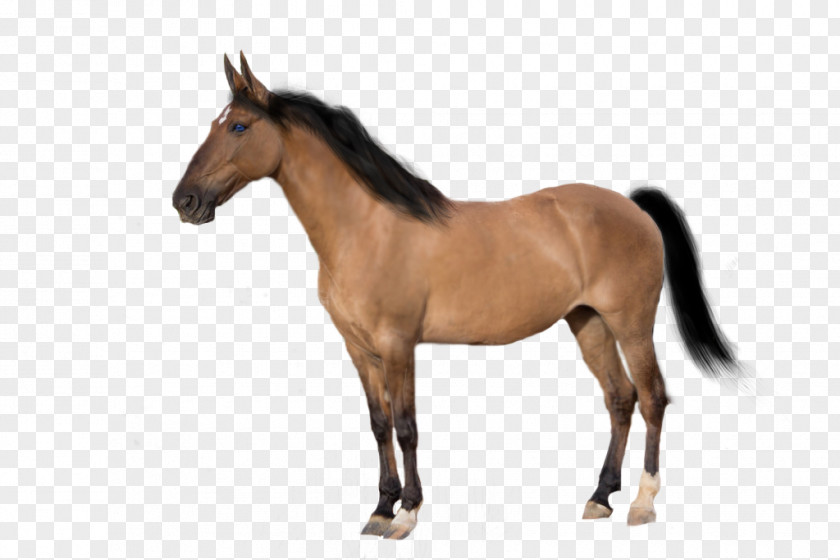 Mustang Arabian Horse Stallion Pony Appaloosa PNG