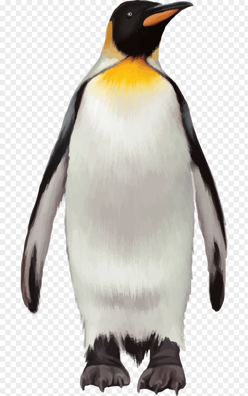 Penguins Penguin Bird PNG
