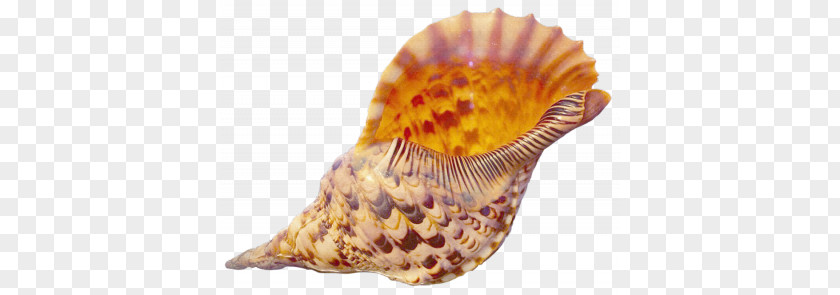 Conch PNG clipart PNG