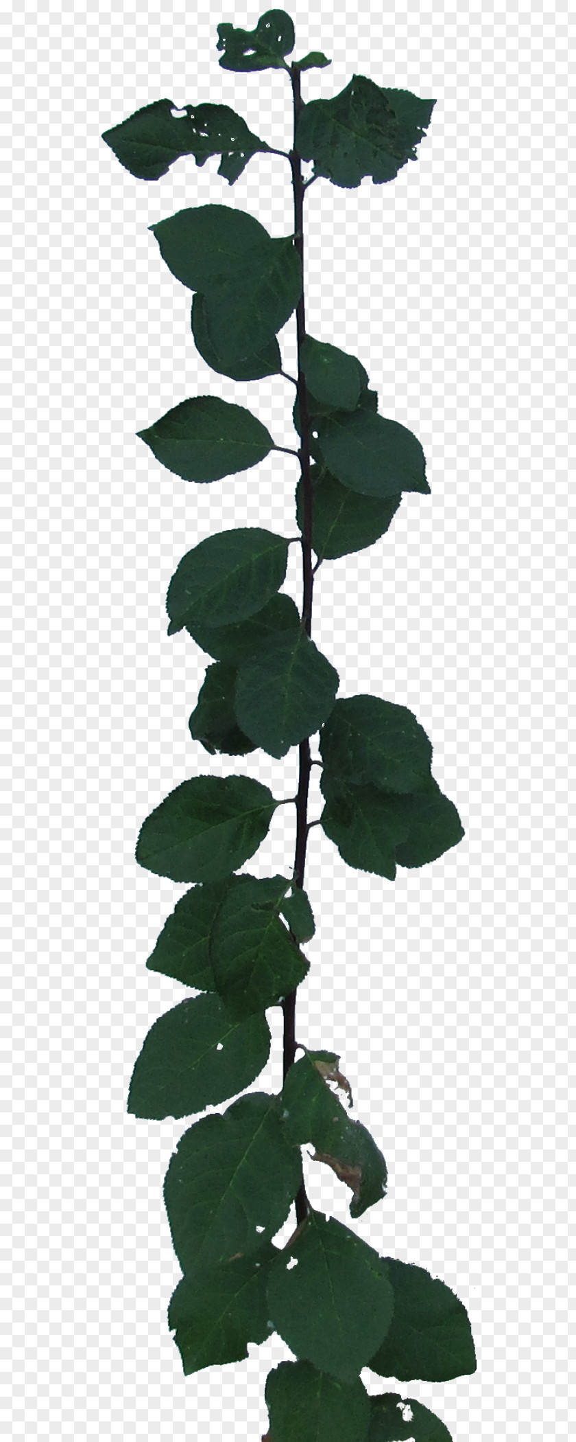 Foliage Leaf Plant Stem Tree PNG