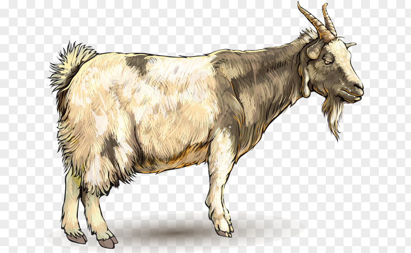 Goat Ahuntz Drawing Animal PNG