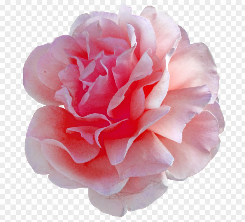 Peony Cut Flowers Pink Centifolia Roses PNG
