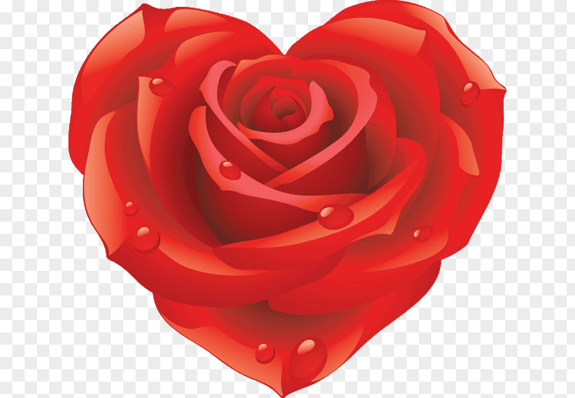Rose Best Roses Desktop Wallpaper Download Clip Art PNG