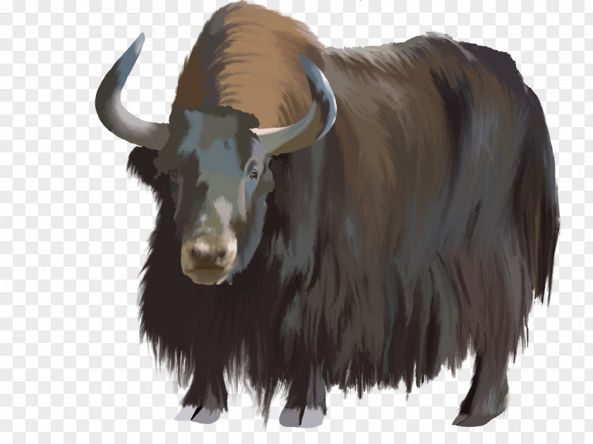 Bedouin Images Domestic Yak Clip Art Image Ox PNG
