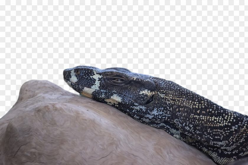 Boa Constrictor Boas PNG