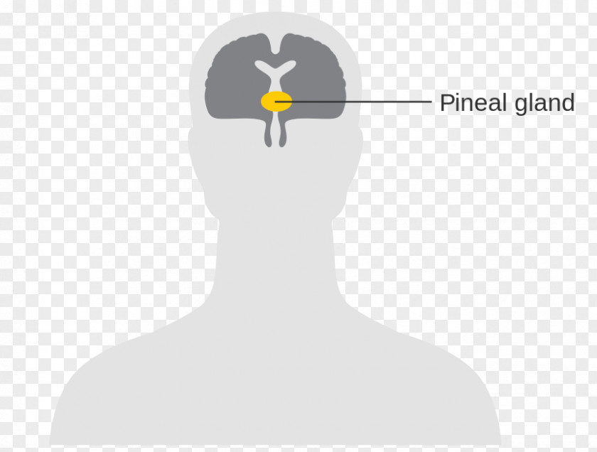 Brain Pineal Gland Pituitary Nervous System PNG