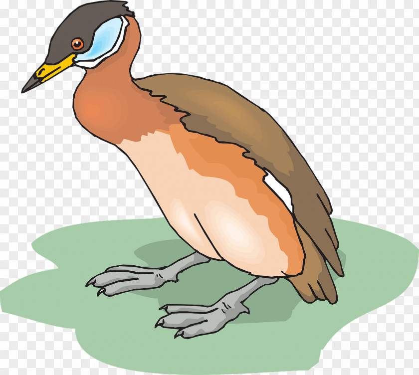 Duck Bird Clip Art PNG