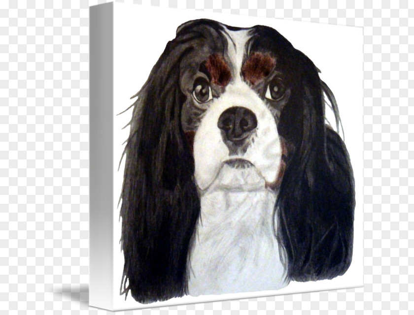 English Springer Spaniel Cavalier King Charles Dog Breed Companion PNG