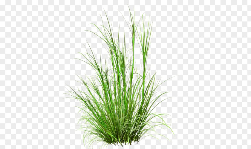 Grass PNG clipart PNG