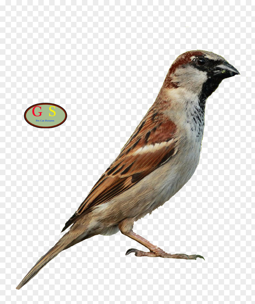 Humor House Sparrow Bird Song Thrush Mistle Bonin PNG