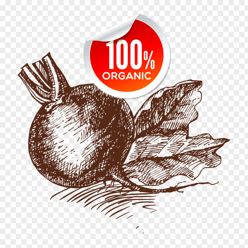 Onion Organic Food Vegetable PNG