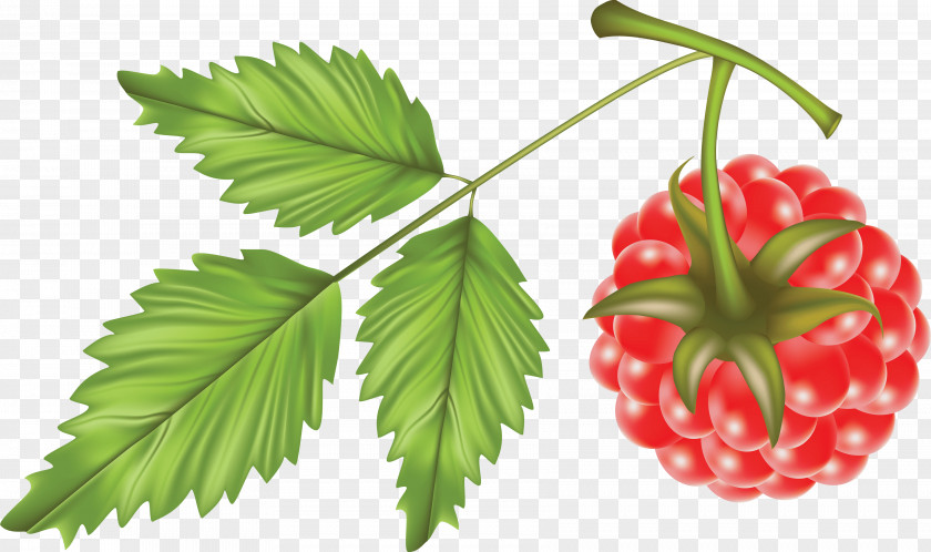 Rraspberry Image Raspberry Euclidean Vector Fruit Clip Art PNG