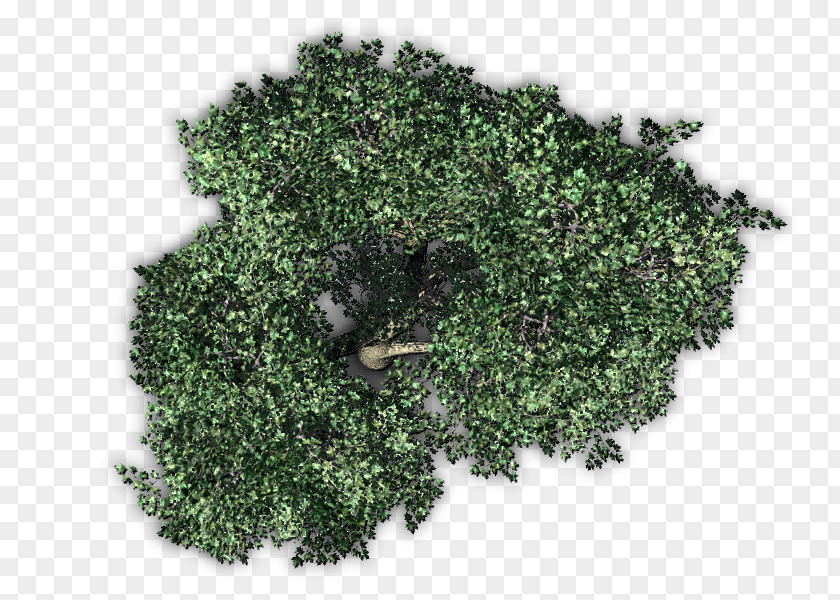 Tree Top View Fruit Plant PNG