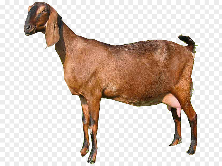 Dwarf Anglo-Nubian Goat Pygora Oberhasli Pygmy Boer PNG