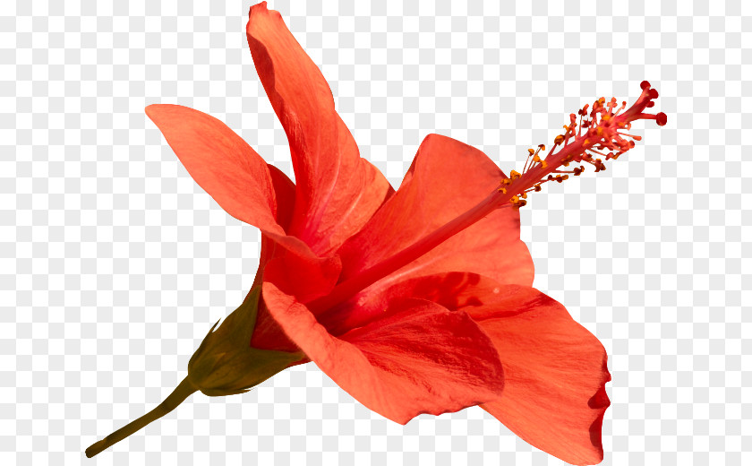 Flower Hibiscus Mallows Clip Art PNG