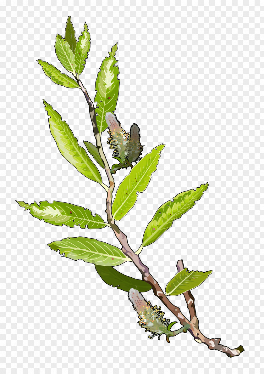 ID Tree Plant Branch Leaf Salix Alba PNG