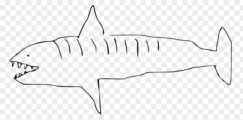 Tiger Creative Requiem Shark Drawing Clip Art PNG