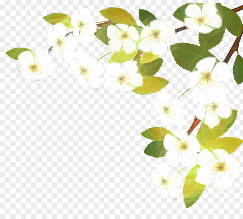 Tree Branch Date Leaf PNG