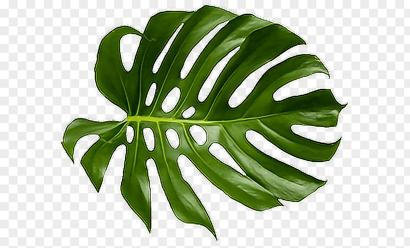 Tropical Leaf Computer Software Multimedia Fusion PNG