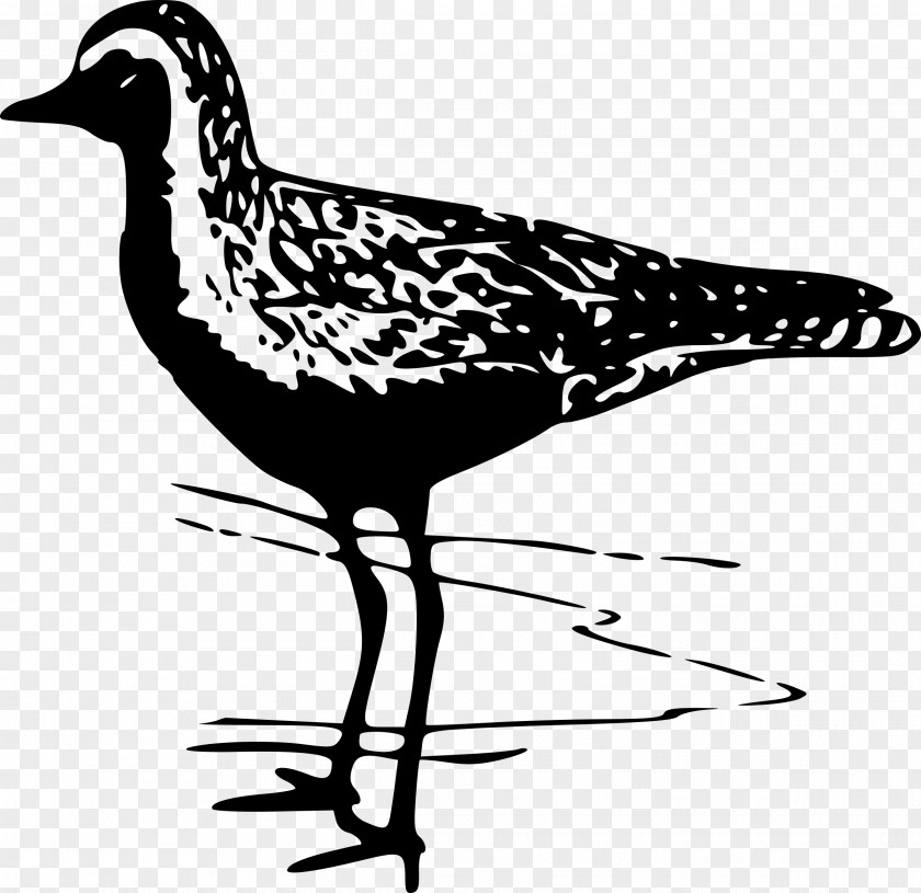 Bird American Golden Plover Pacific Clip Art PNG