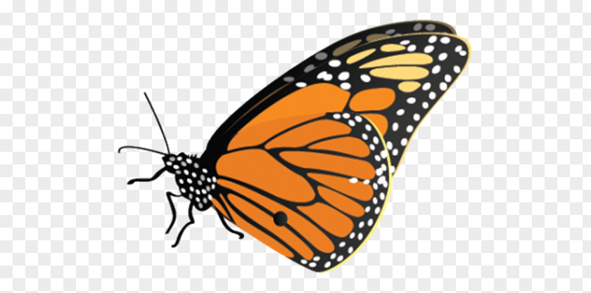 Destruccion Stamp Monarch Butterfly Image Desktop Wallpaper Clip Art PNG