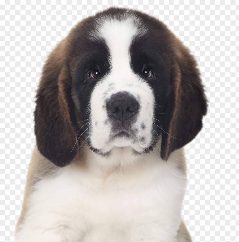 Droopy Dog German Pinscher Miniature Puppy St. Bernard Bulldog PNG