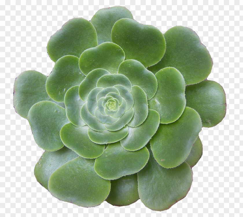 Echeveria Viridiplantae Green Umbilicus Rupestris PNG