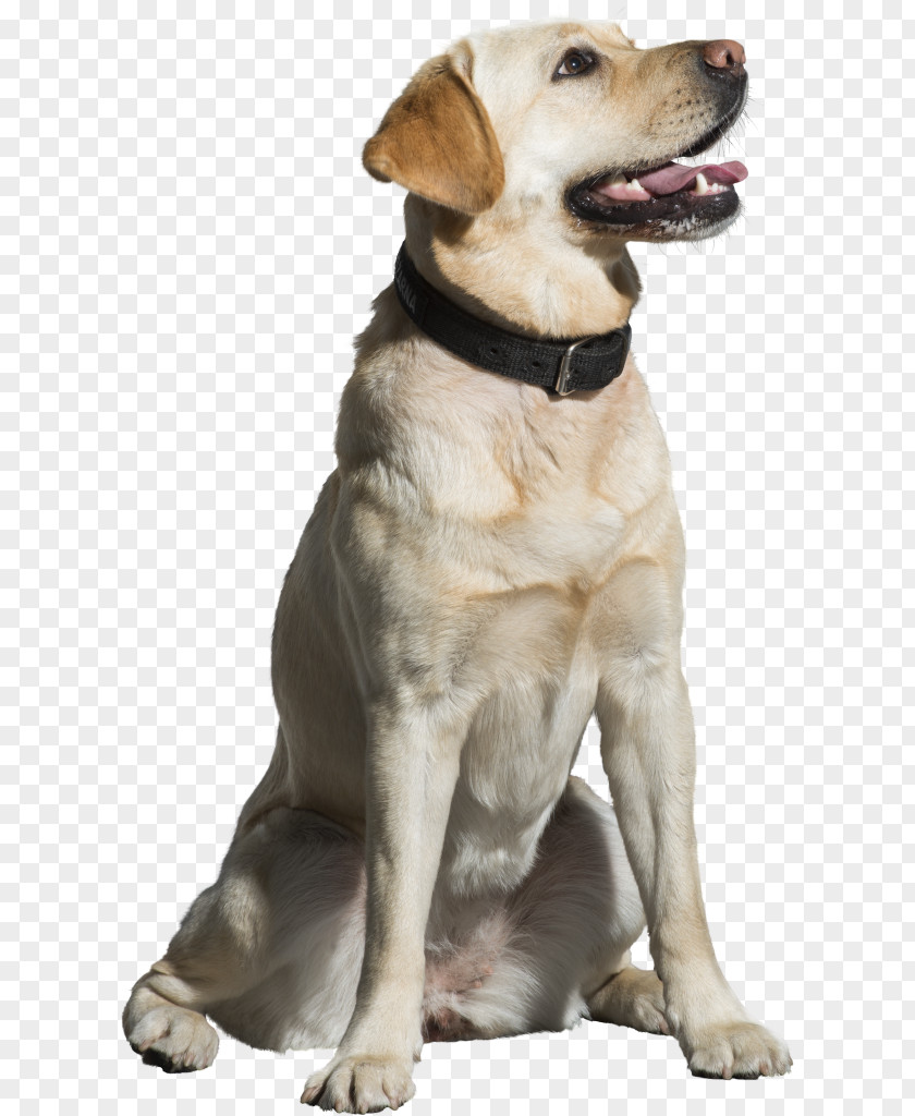 Hunting Dog Golden Retriever Background PNG