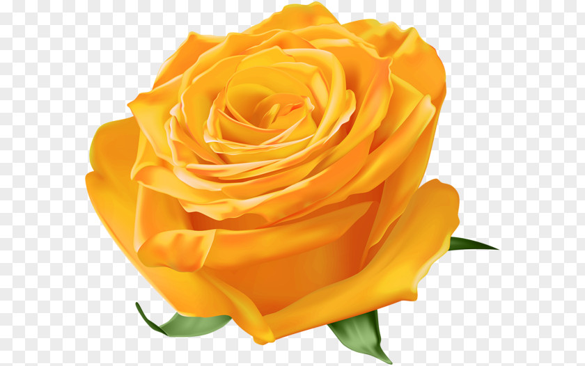 Orange Garden Roses Blue Rose Yellow Floribunda PNG
