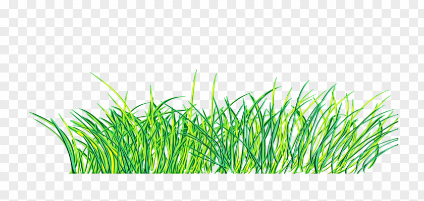 Wheatgrass Grass Family Green Background PNG