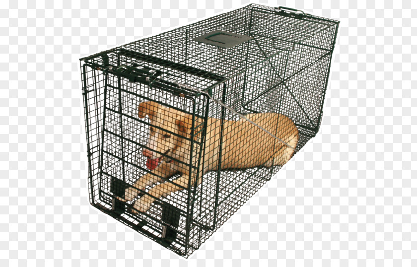 White Collar Dog Raccoon Puppy Cage Trapping PNG