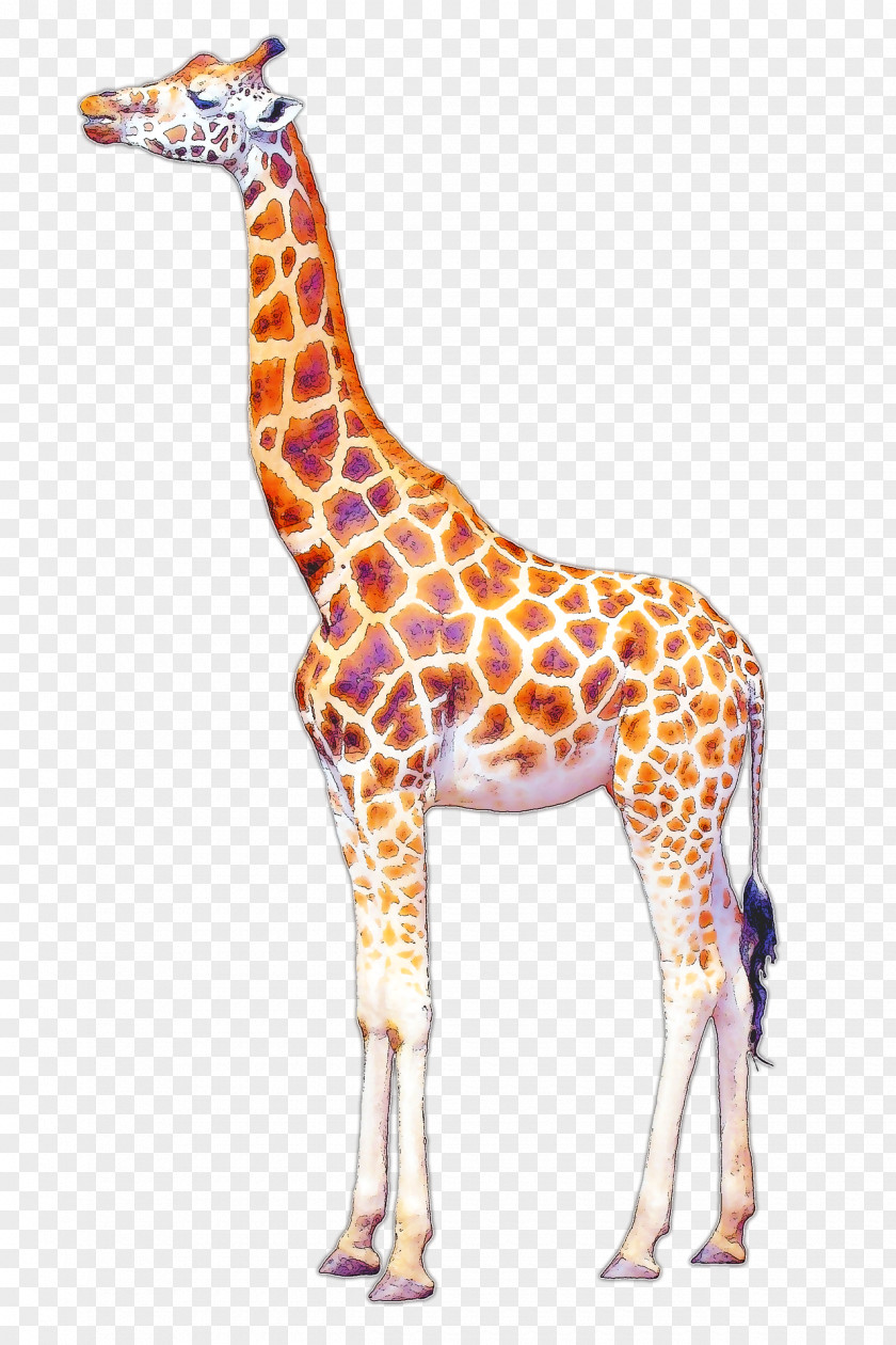 Baby Animals Giraffe Drawing Art PNG