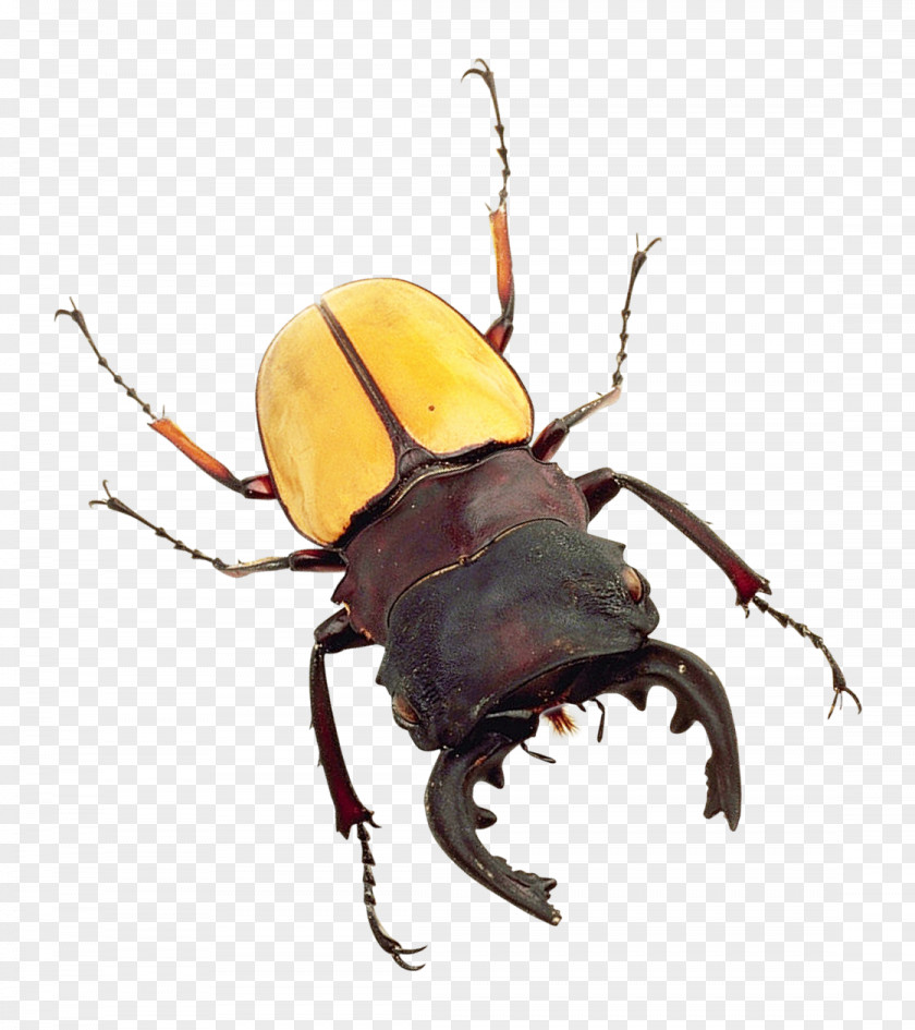 Bug Japanese Rhinoceros Beetle PNG