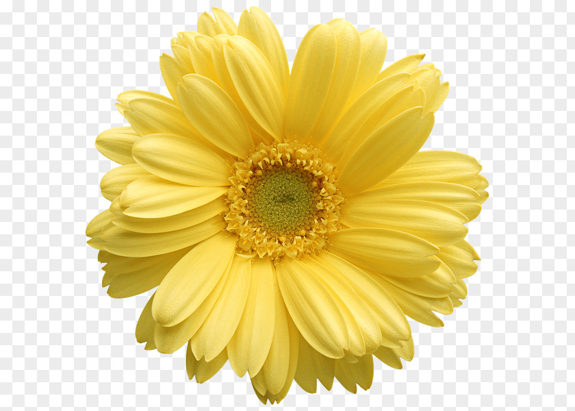 Flower Stock Photography Transvaal Daisy Common Clip Art PNG