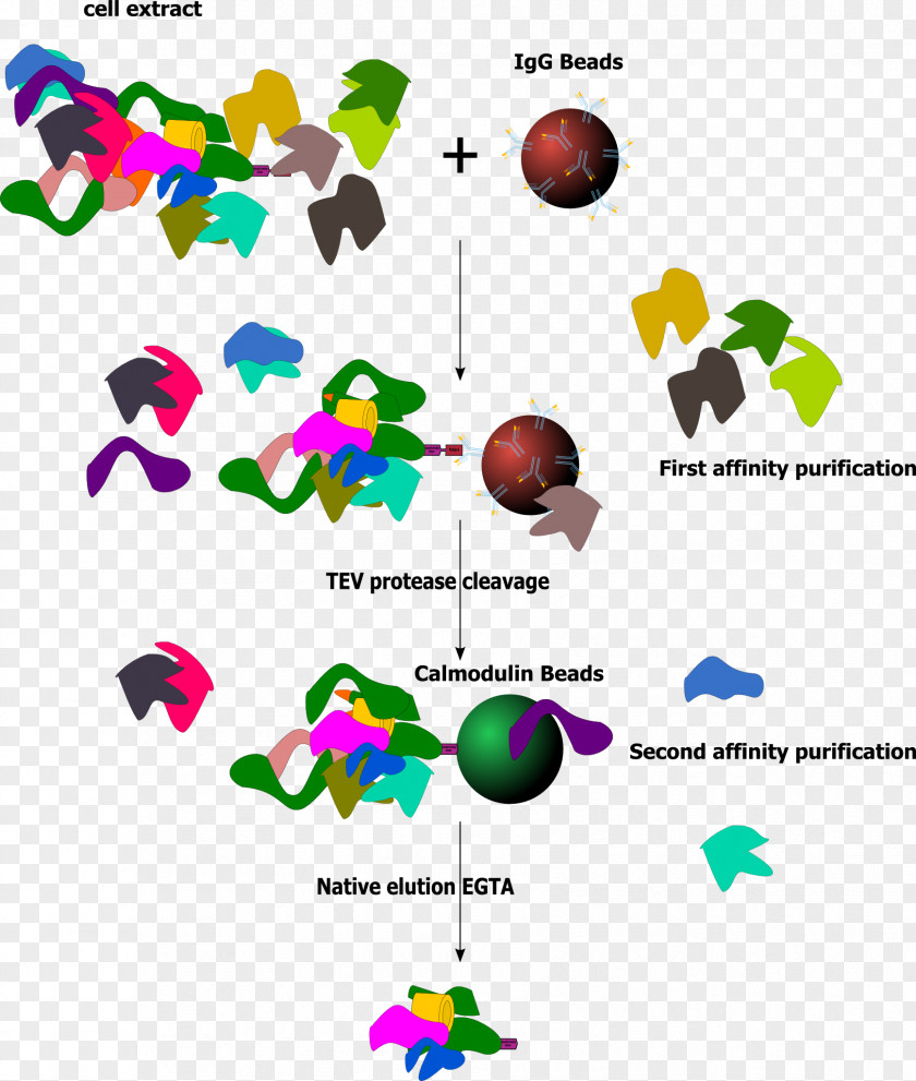 Tandem Affinity Purification Protein Chromatography Fusion PNG