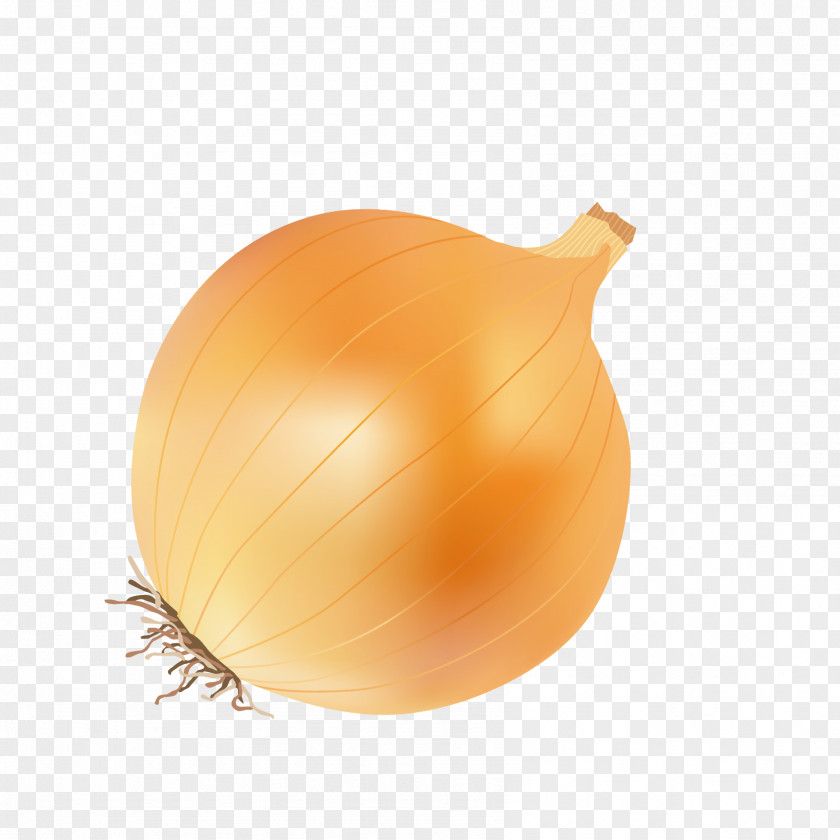 Vector Onion Yellow Calabaza Fruit Kitchen PNG