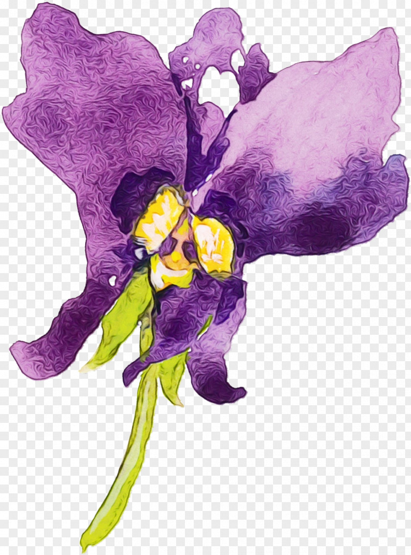 Violet Family Viola Purple Flower Plant Watercolor Paint PNG