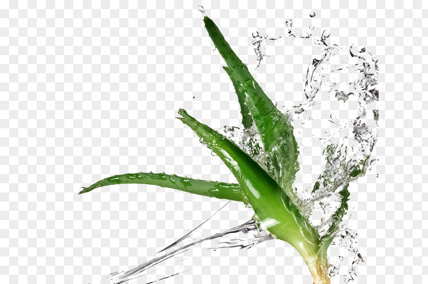Aloe Skin Material Vera Enhanced Water Succulent Plant Extract PNG