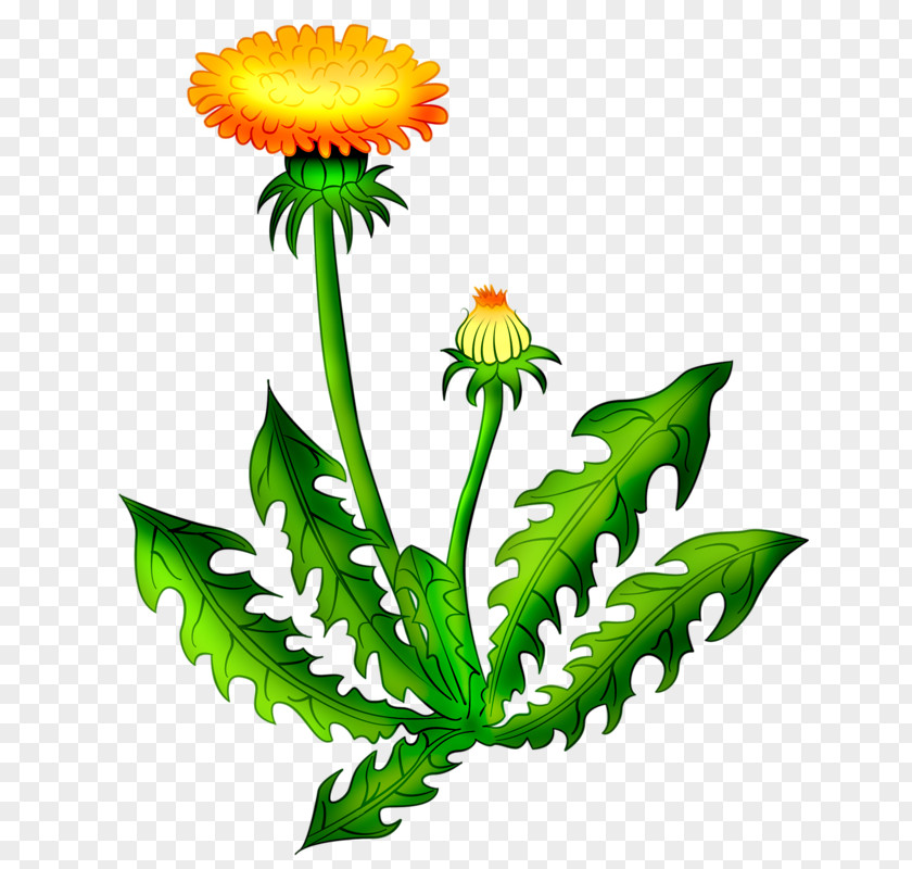 Dandelion Clip Art Vector Graphics Common Image The PNG