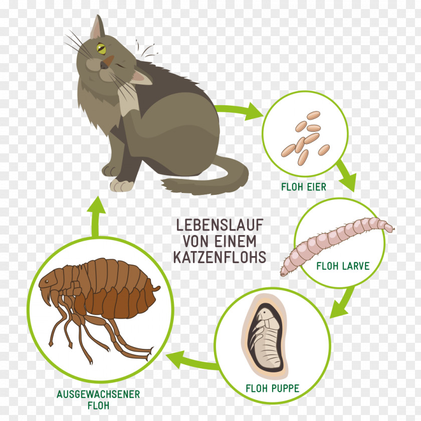 Dandruff Cat Flea Dog Treatments PNG