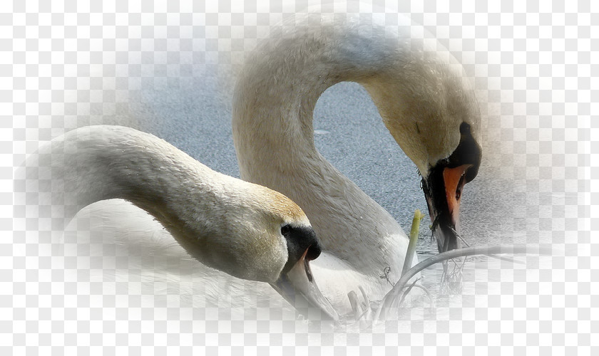 Mute Swan Desktop Wallpaper Screensaver Mobile Phones PNG