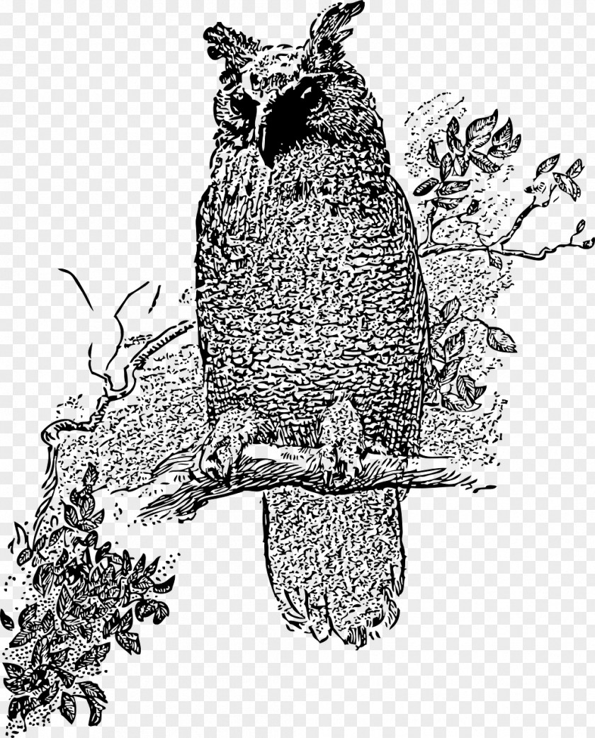 Owl Drawing Clip Art PNG