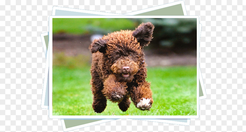 Rain Or Shine Spanish Water Dog Portuguese Irish Spaniel Cantabrian Puppy PNG