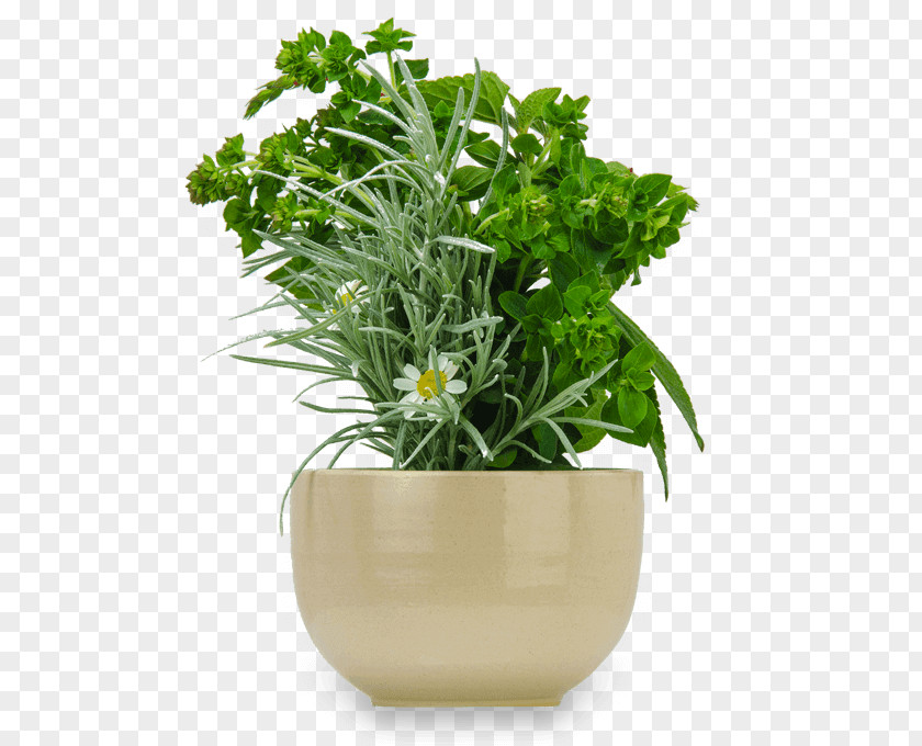 Theme Restaurant Flowerpot Ceramic Succulent Plant Saucer Tray PNG