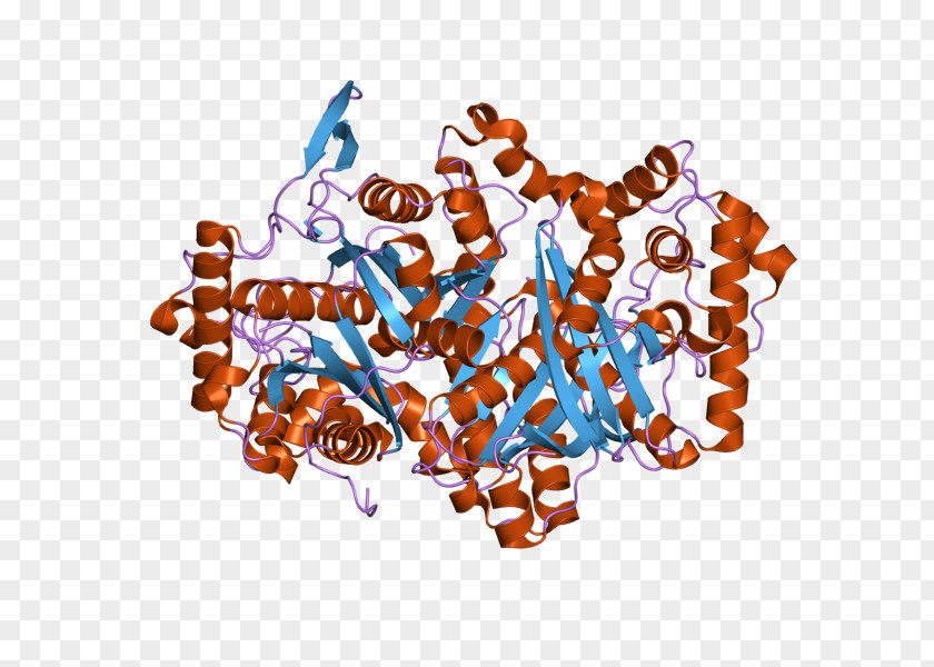 ACAA1 Thiolase Peroxisome Acyltransferase Coenzyme A PNG