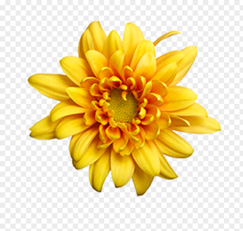 Chrysanthemum Dahlia Flower Common Daisy Yellow PNG