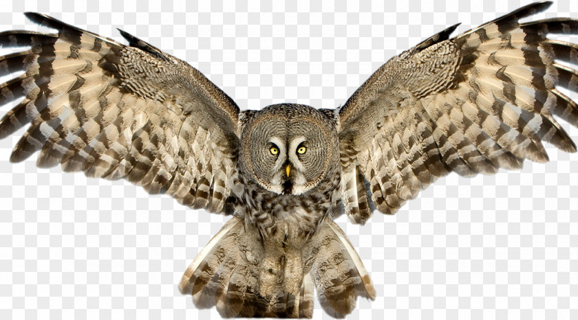 Owl Great Horned Bird Grey Tawny PNG