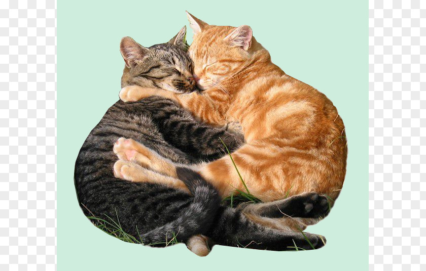 Valentine's Day Hug Gfycat Love PNG