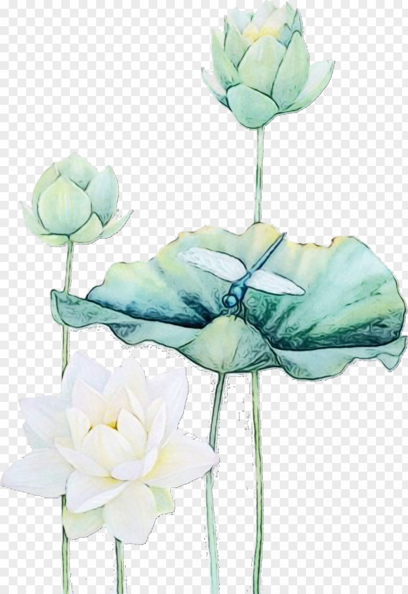 Water Lily Aquatic Plant Paint Flowers PNG